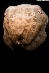 Cuttlefish Portrait II by Luca Keller 